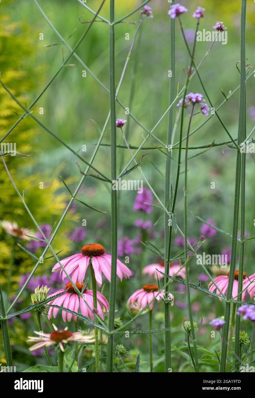 Fleurs d'échinacée rose croissant parmi de grandes fleurs de verveine pourpre dans un jardin mature. Banque D'Images