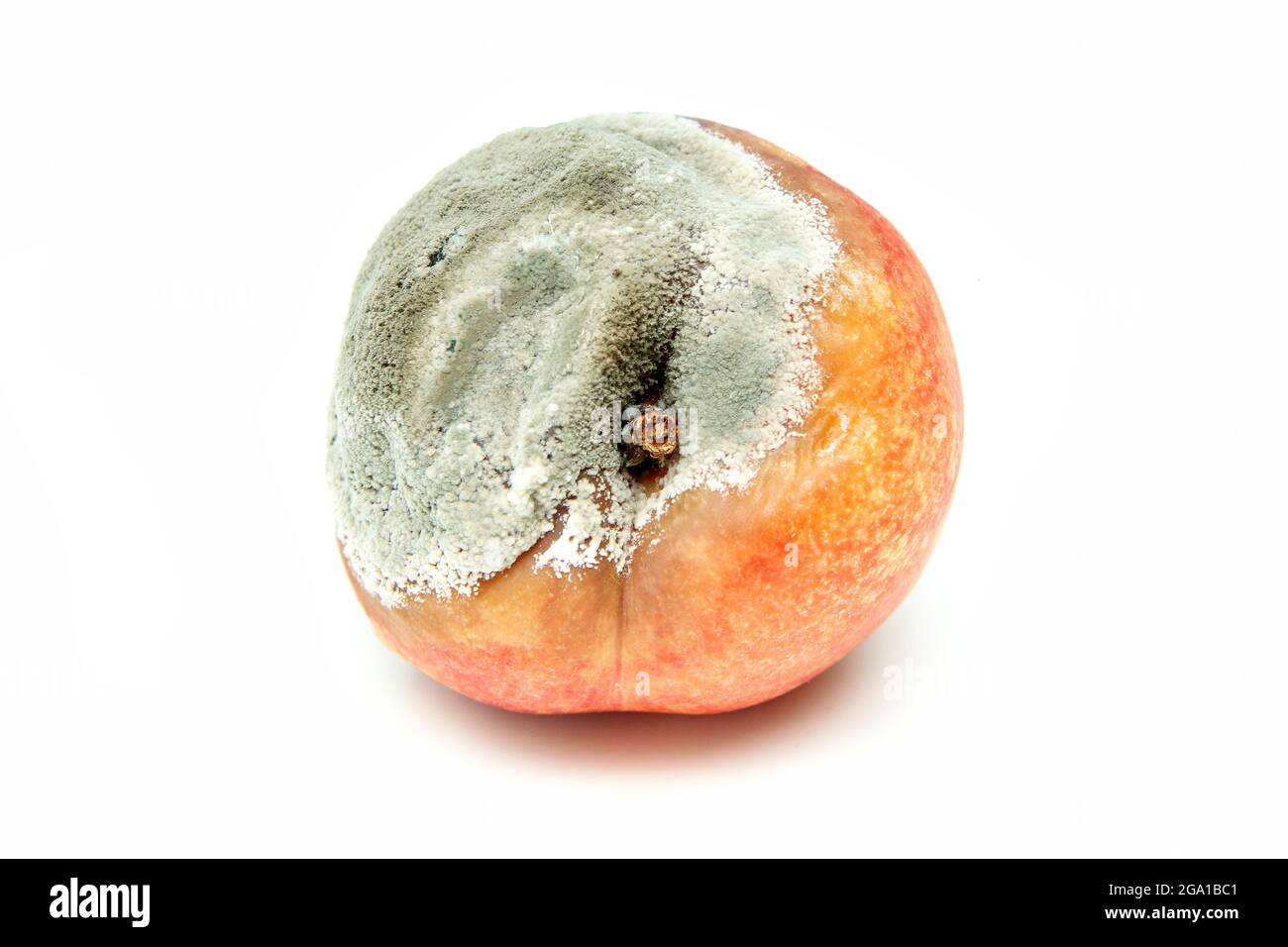 Une photo d'une nectarine pourris. La forme est déformé et il n'est pas comestible. Isolé sur fond blanc. Banque D'Images