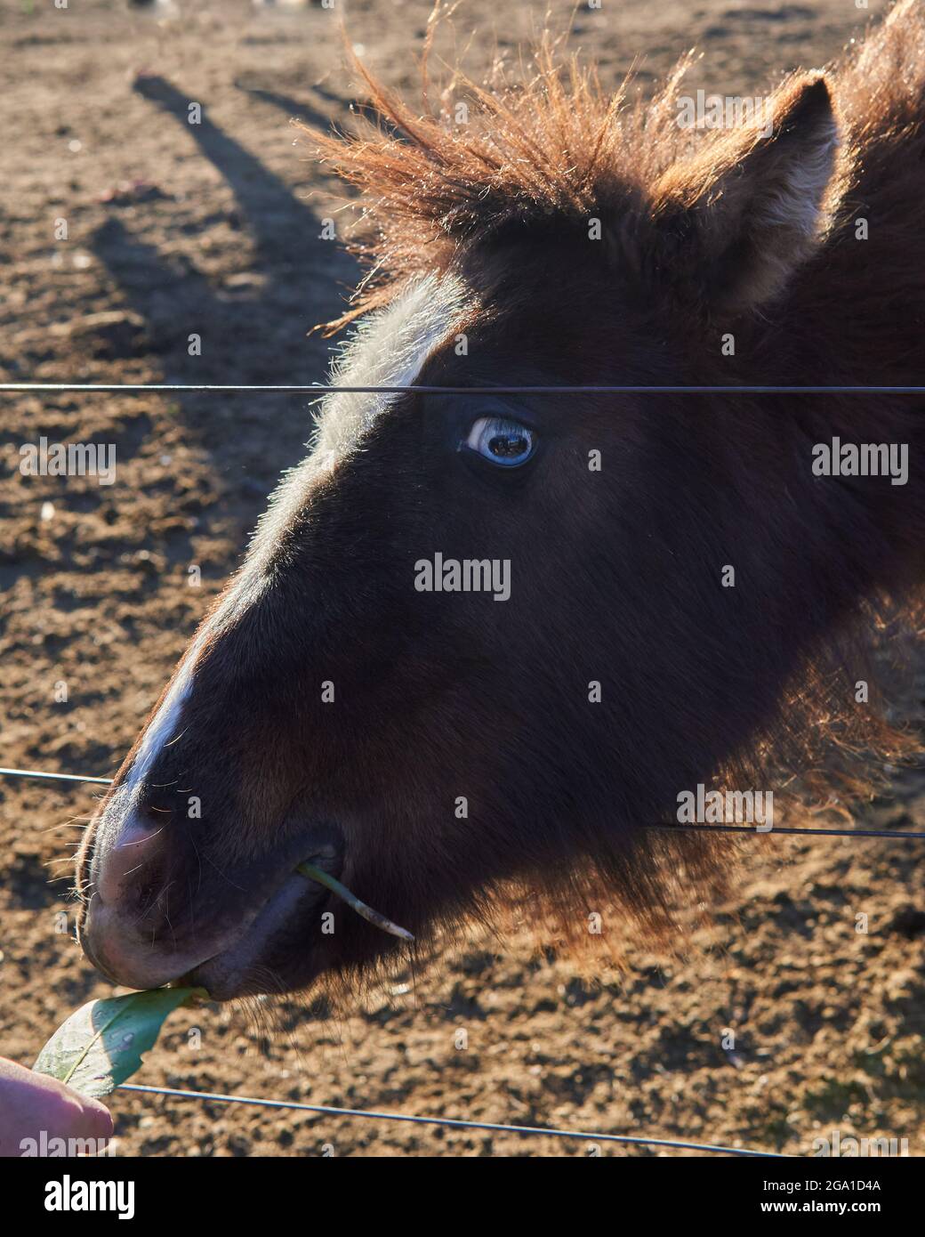 Gros plan alimentation de cheval dans une ferme en Argentine. Verticale Banque D'Images