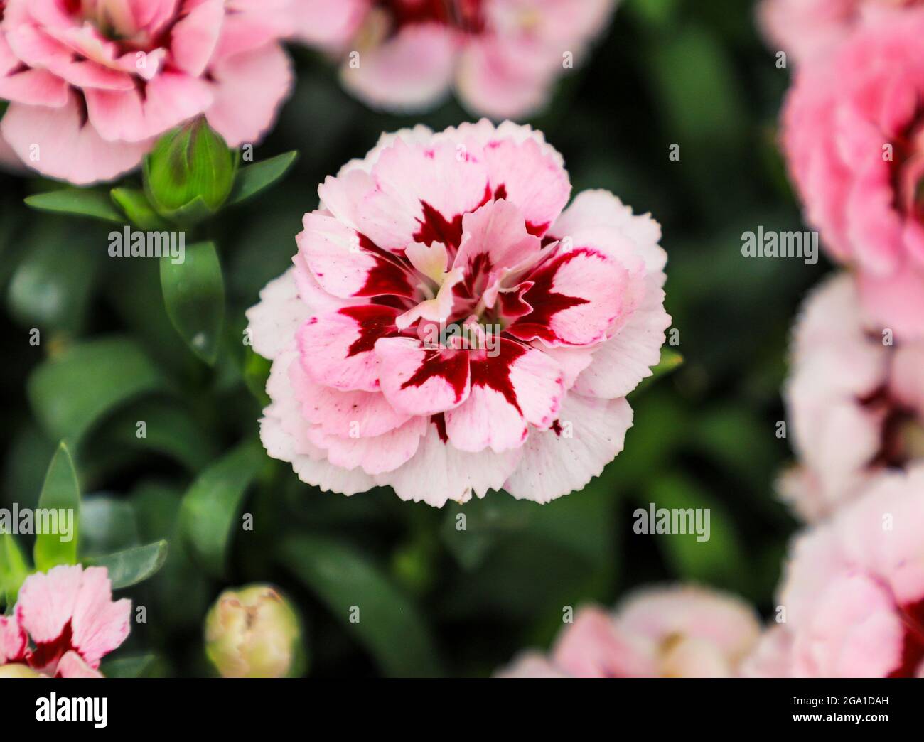 Les fleurs rouges et roses d'une plante Dianthus Oscar 'Purple Star' Banque D'Images