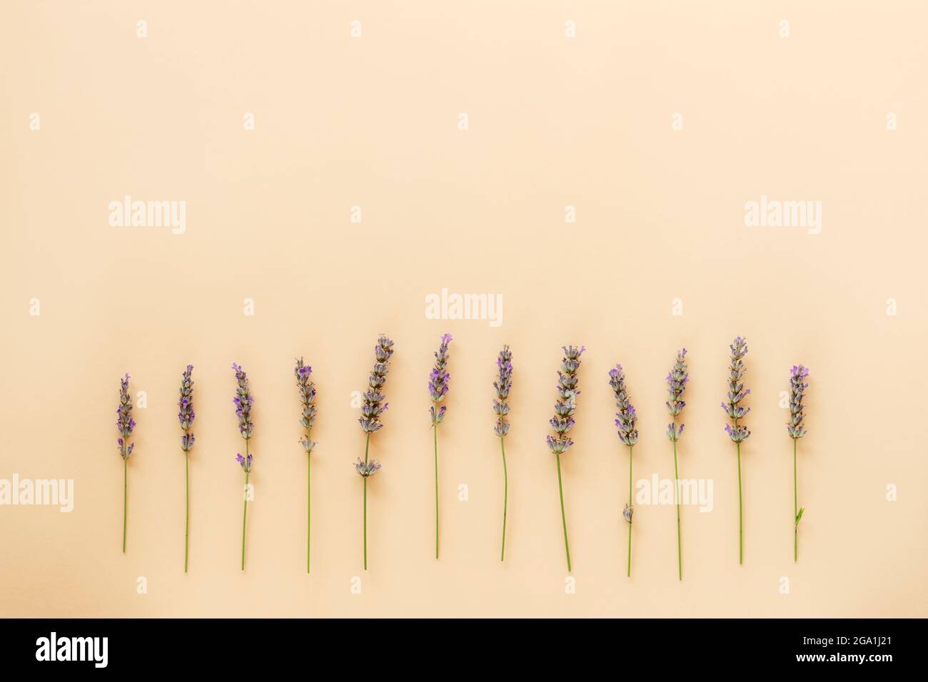 Fleurs de lavande dans une rangée soignée sur fond beige. Vue de dessus, plat, espace de copie. Banque D'Images