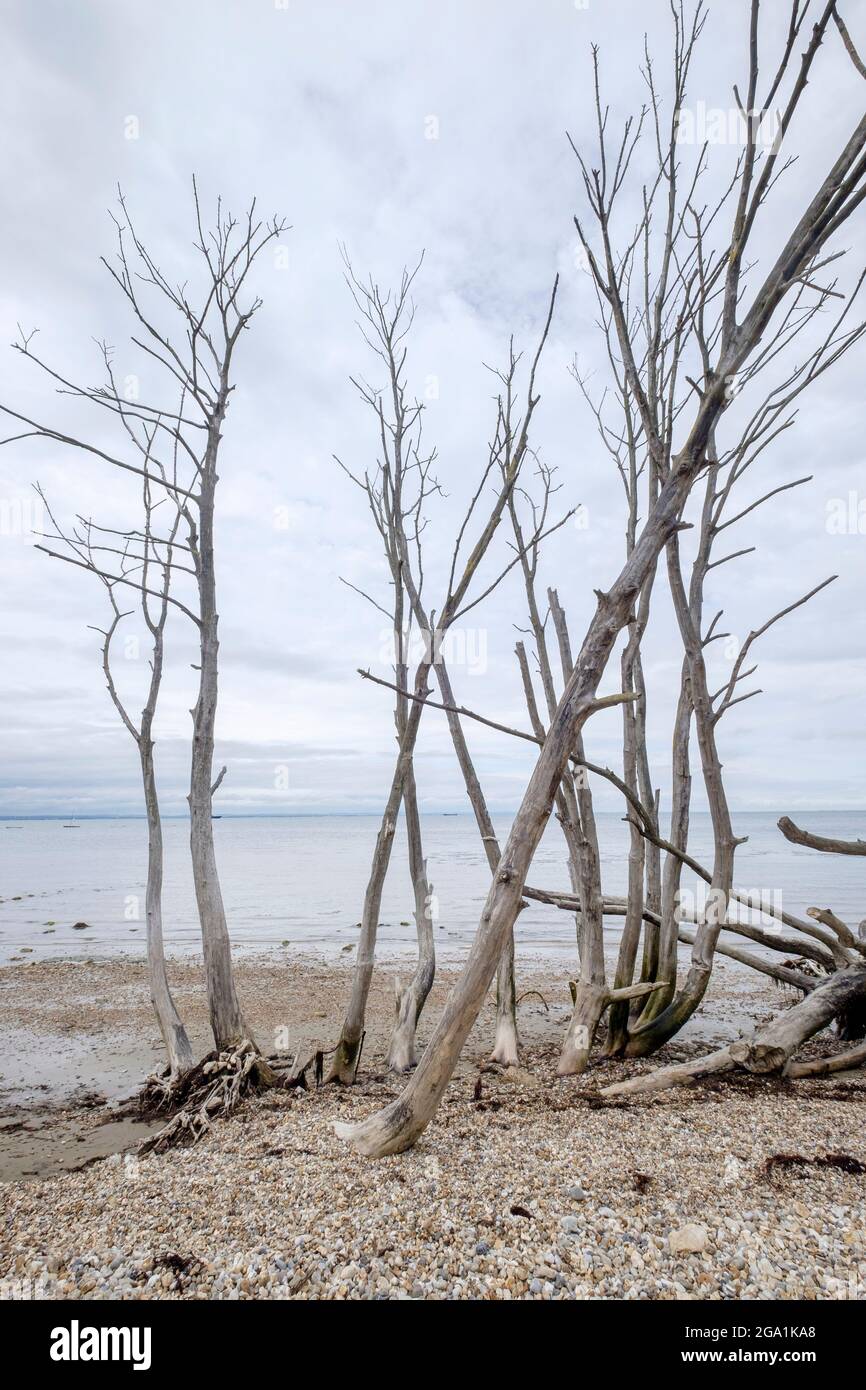 Des arbres morts blanchis à marée basse sur la plage de Bembridge, l'île de Wight Banque D'Images