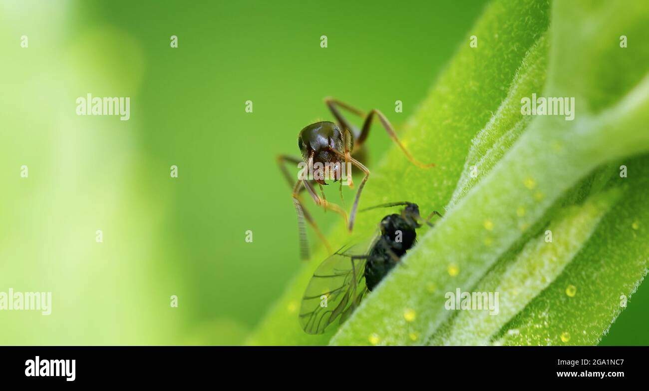 Vue réelle en gros plan pour la photographie macro, la meilleure photo Banque D'Images