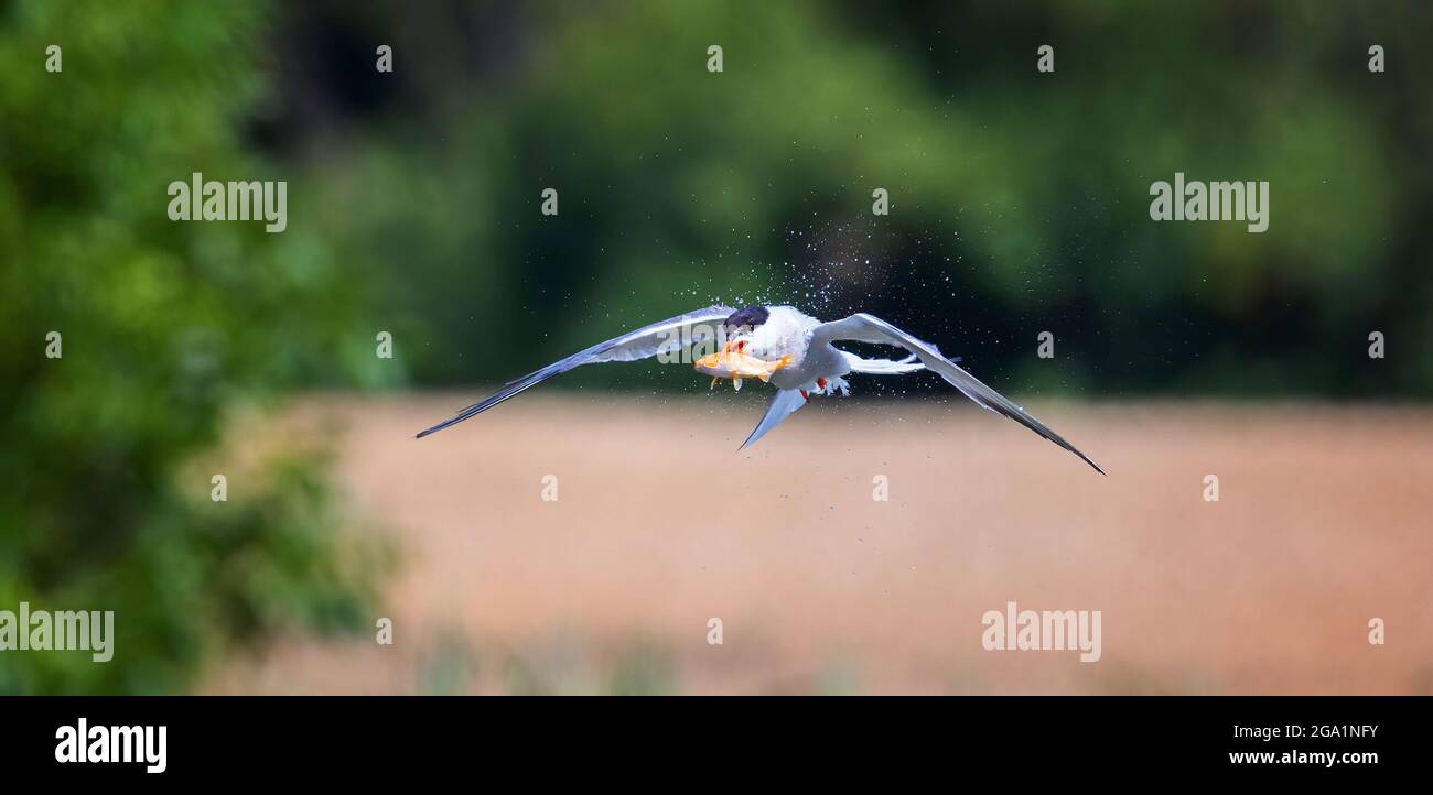 La Sterna a attrapé le poisson et l'emporte dans son bec, la meilleure photo. Banque D'Images