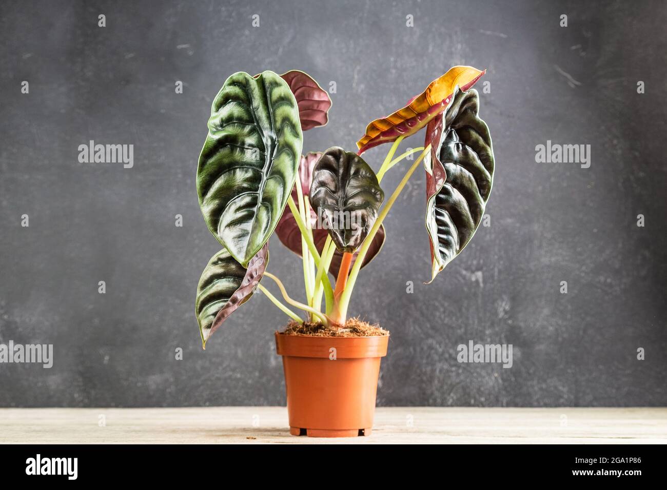 Feuilles étonnantes d'Alocasia Cuprea Rouge Secret, maison exotique sur un fond sombre dans pot de plante en plastique. Banque D'Images