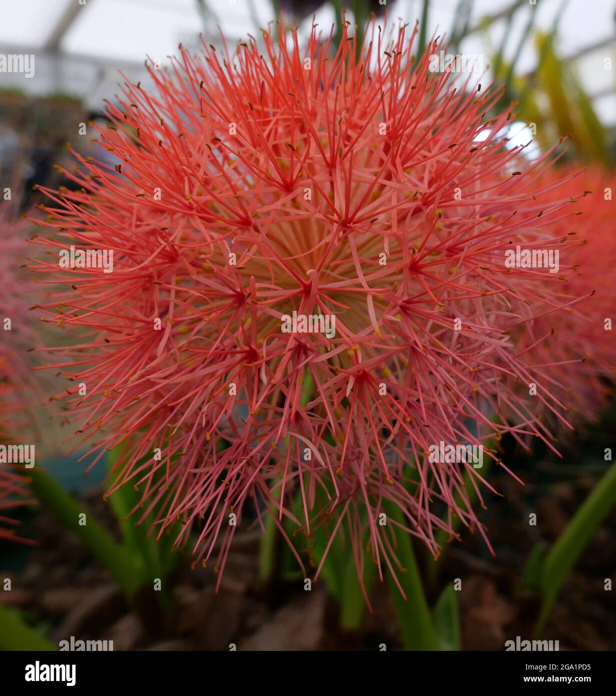 Gros plan de la belle fleur de type allium rouge orangé Banque D'Images
