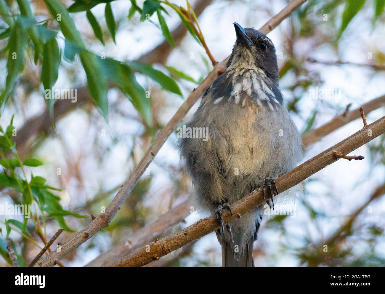 Un jeune geai de broussailles de Californie (Aphelocalicoma fornica) perce sur une branche d'arbre Banque D'Images
