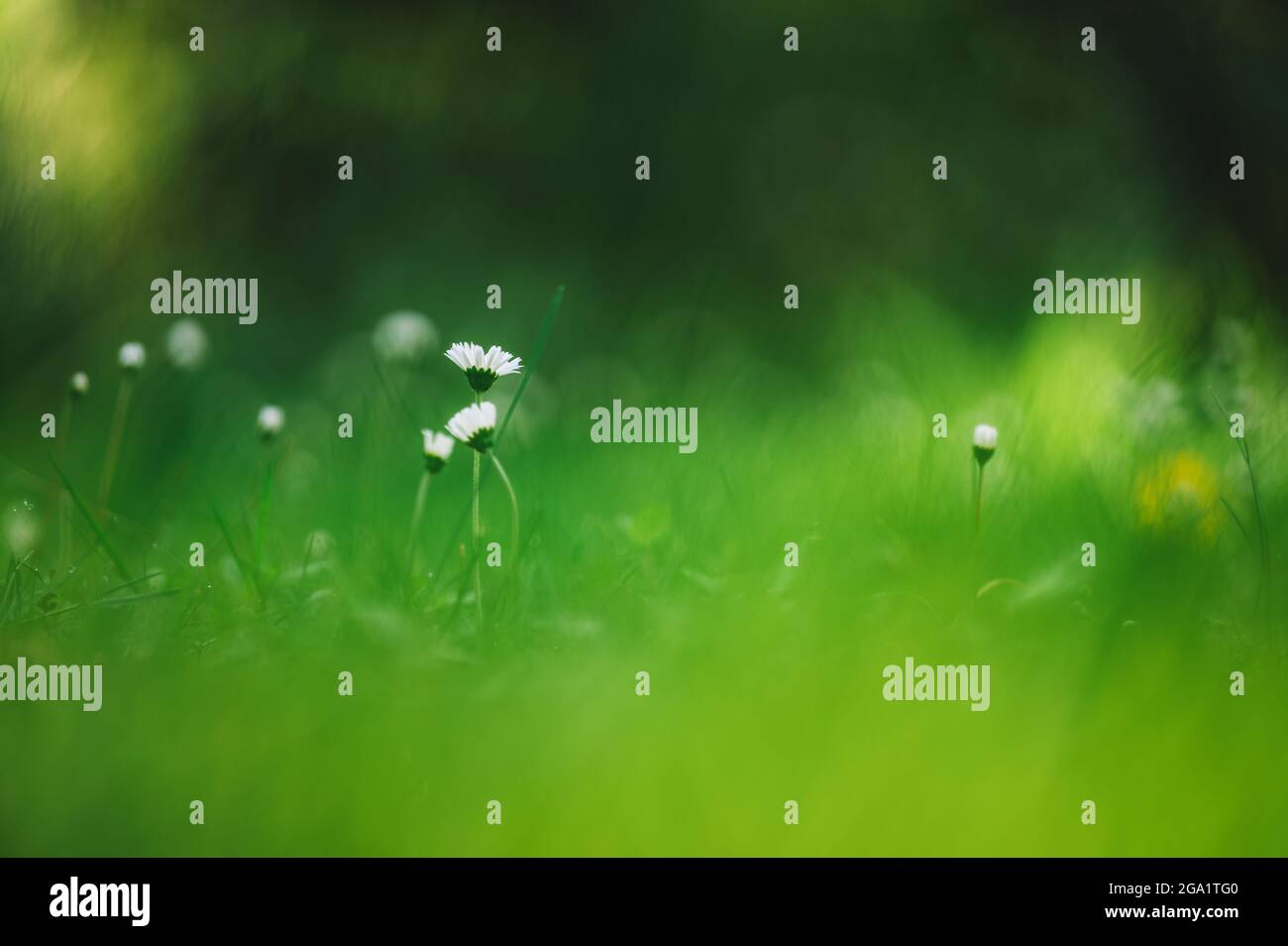 Magnifique fond vert nature avec herbe et petites fleurs. Bel éclairage en arrière-plan, superbe bokeh. Banque D'Images