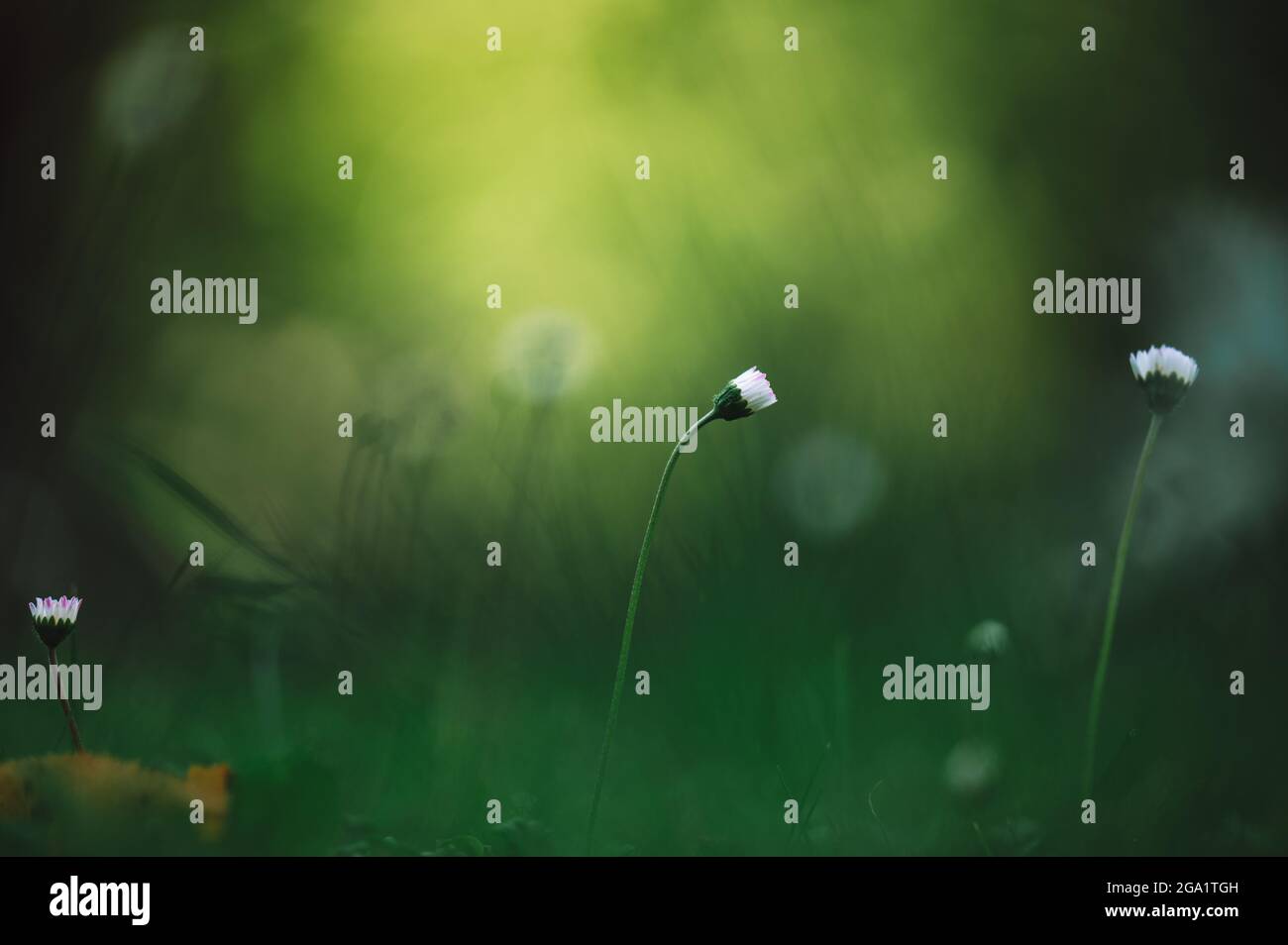 Magnifique fond vert nature avec herbe et petites fleurs. Bel éclairage en arrière-plan, superbe bokeh. Banque D'Images