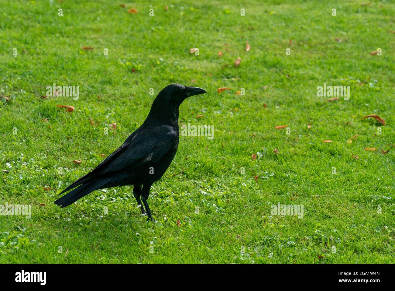 A crow sur le champ vert Banque D'Images A crow sur le champ vert Banque D'Images
