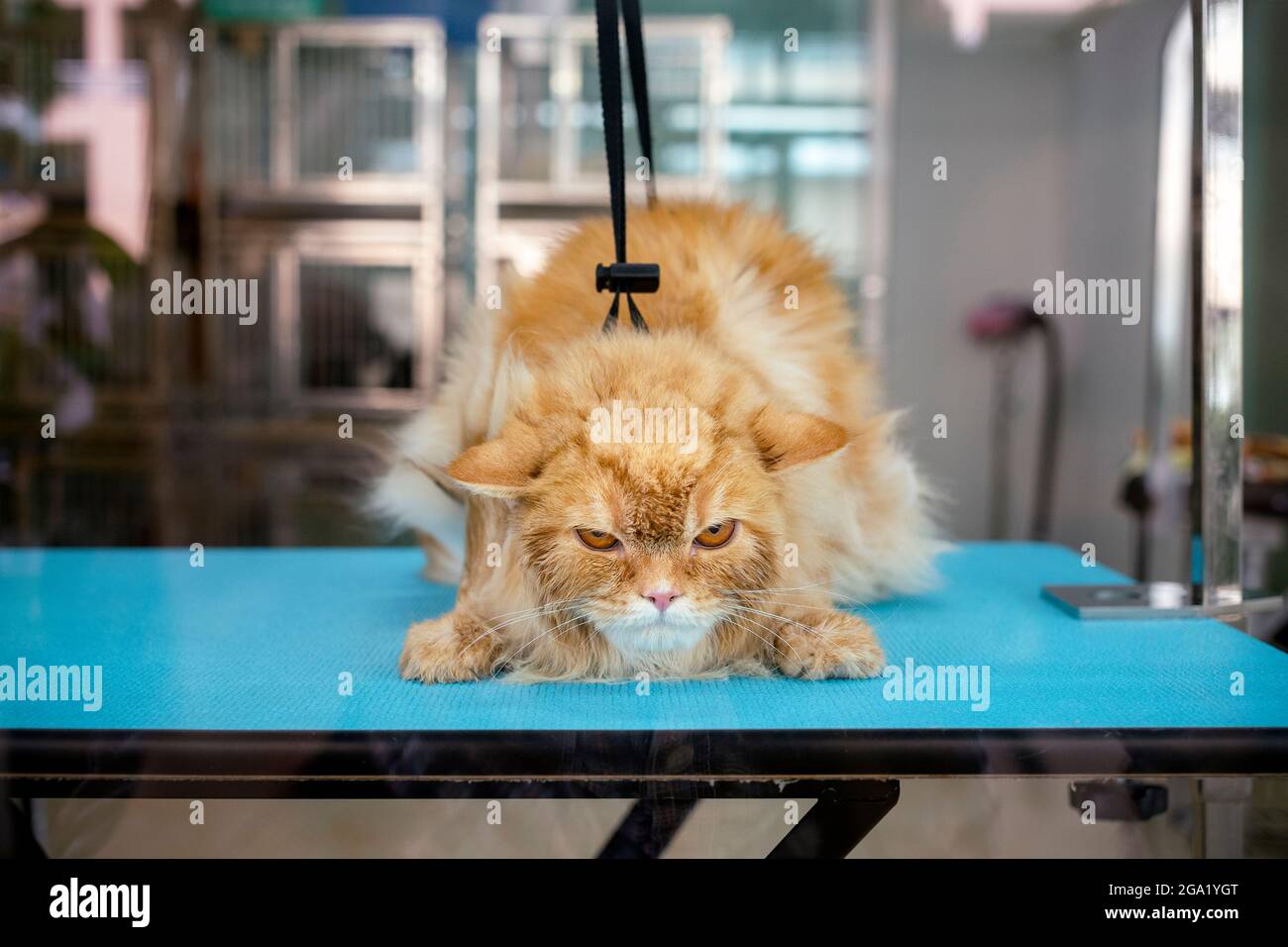 peau de chat de gingembre tabby de cheveux mouillés sur la table en colère après le bain et le toilettage dans le salon de beauté pour animaux de compagnie. Banque D'Images