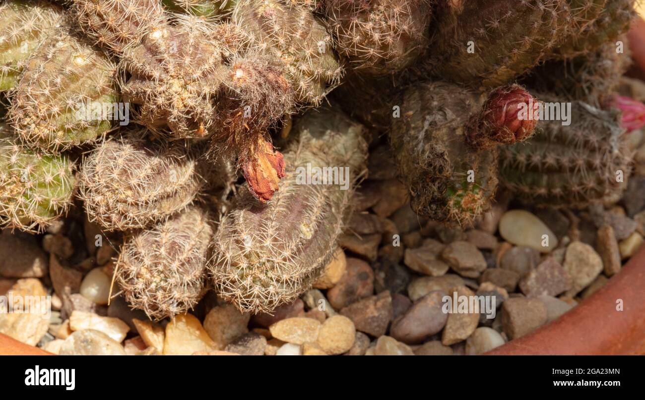 Photo très rapprochée d'Echinopsis - Susan Dale Banque D'Images