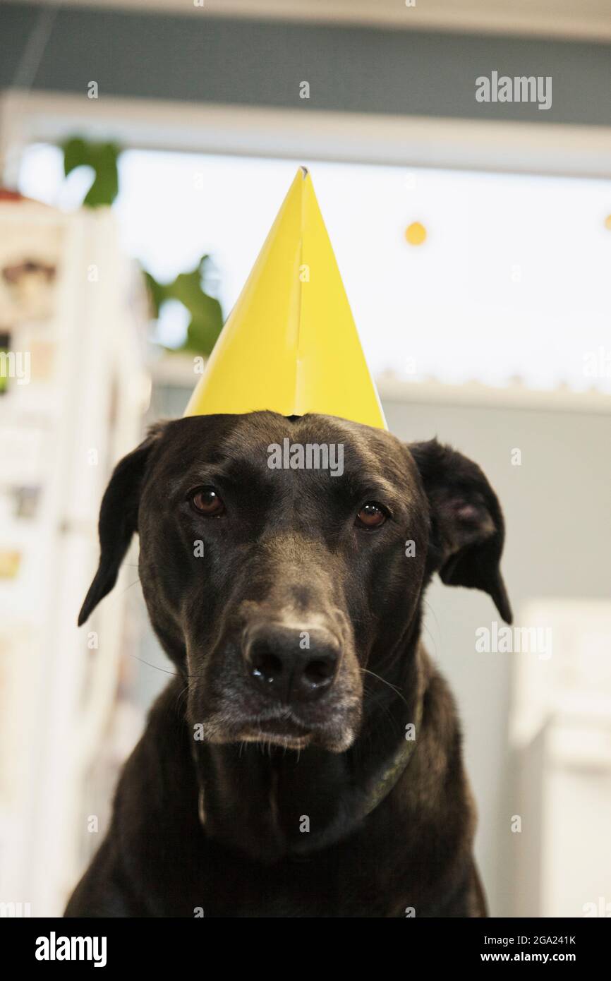 Grand Chien Avec Un Chapeau D Anniversaire Jaune Photo Stock Alamy