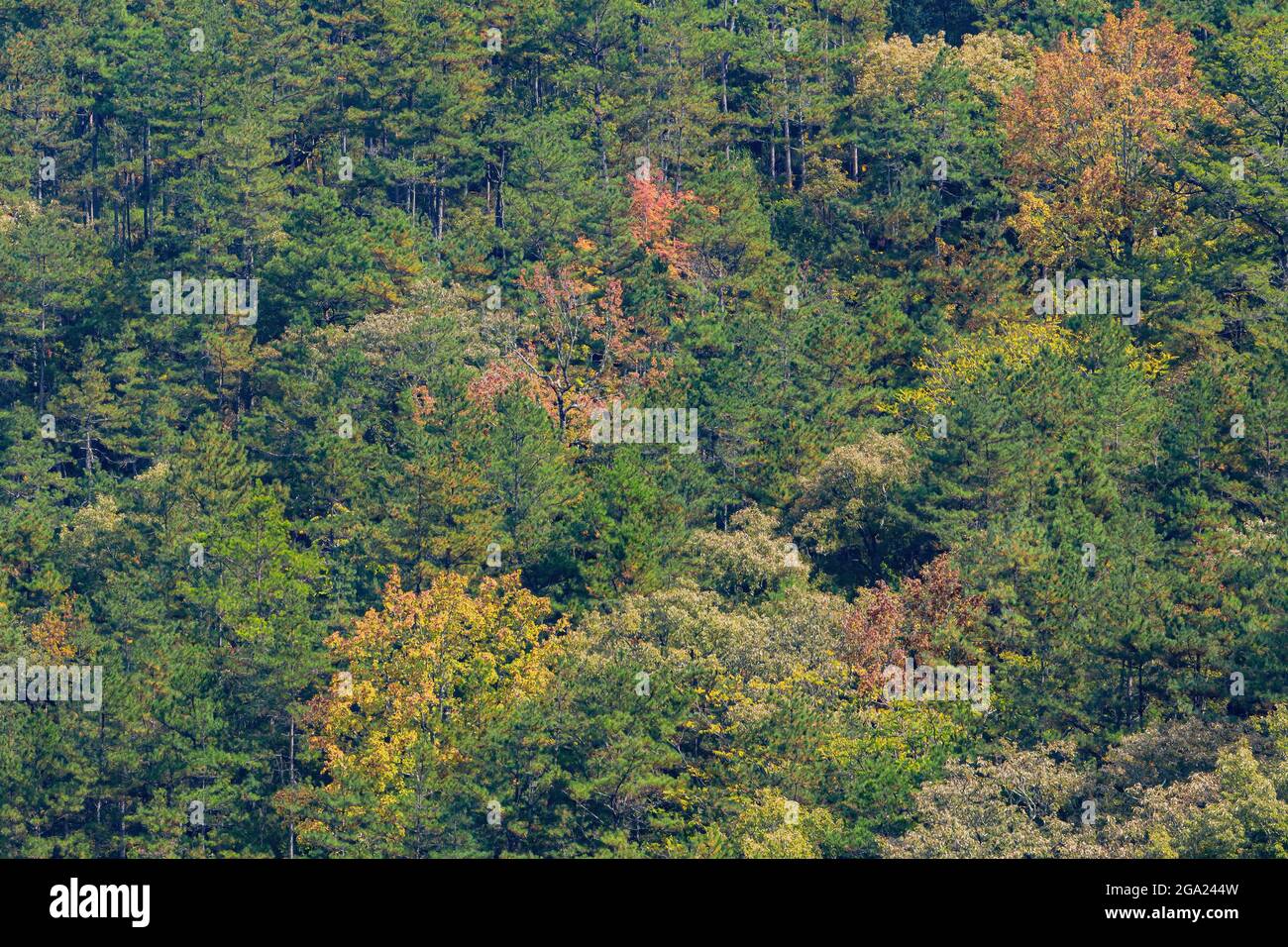 Paysage d'automne à la ferme Wuling à Taichung, Taïwan Banque D'Images