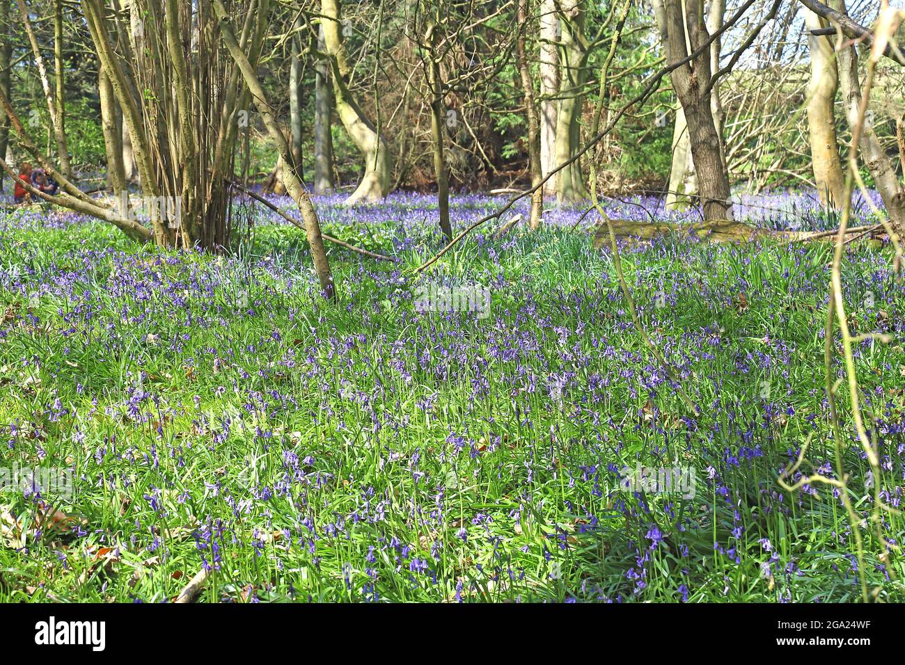 Bluebell Woods au printemps Banque D'Images