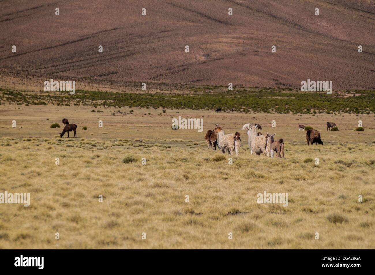 Troupeau de lamas (alpacas) dans la région d'Aguanapampa, à l'Altiplano bolivien Banque D'Images