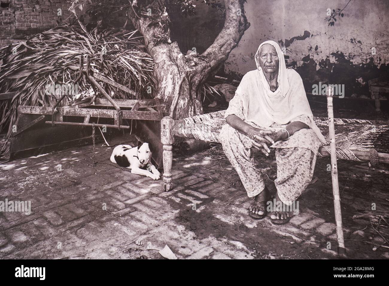 Portrait d'une femme indienne âgée et de son chien au Musée de la partition, hôtel de ville d'Amritsar, Inde; Amritsar, Punjab, Inde Banque D'Images