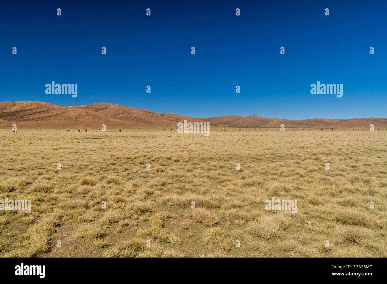 Troupeau de lamas (alpacas) dans la région d'Aguanapampa, à l'Altiplano bolivien Banque D'Images