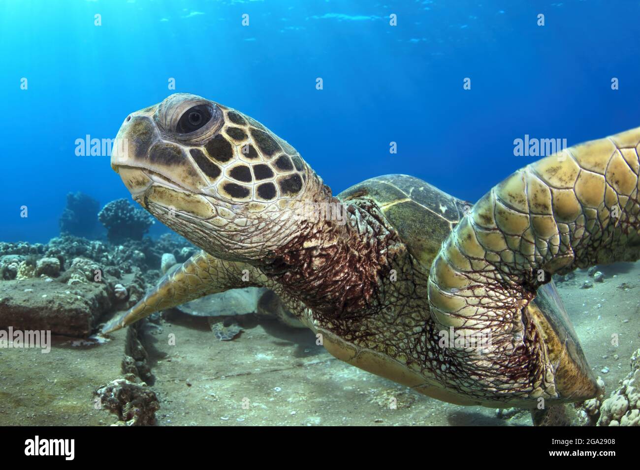 Gros plan d'une tortue verte hawaïenne (Chelonia mydas); Honu, Maui, Hawaii, États-Unis d'Amérique Banque D'Images