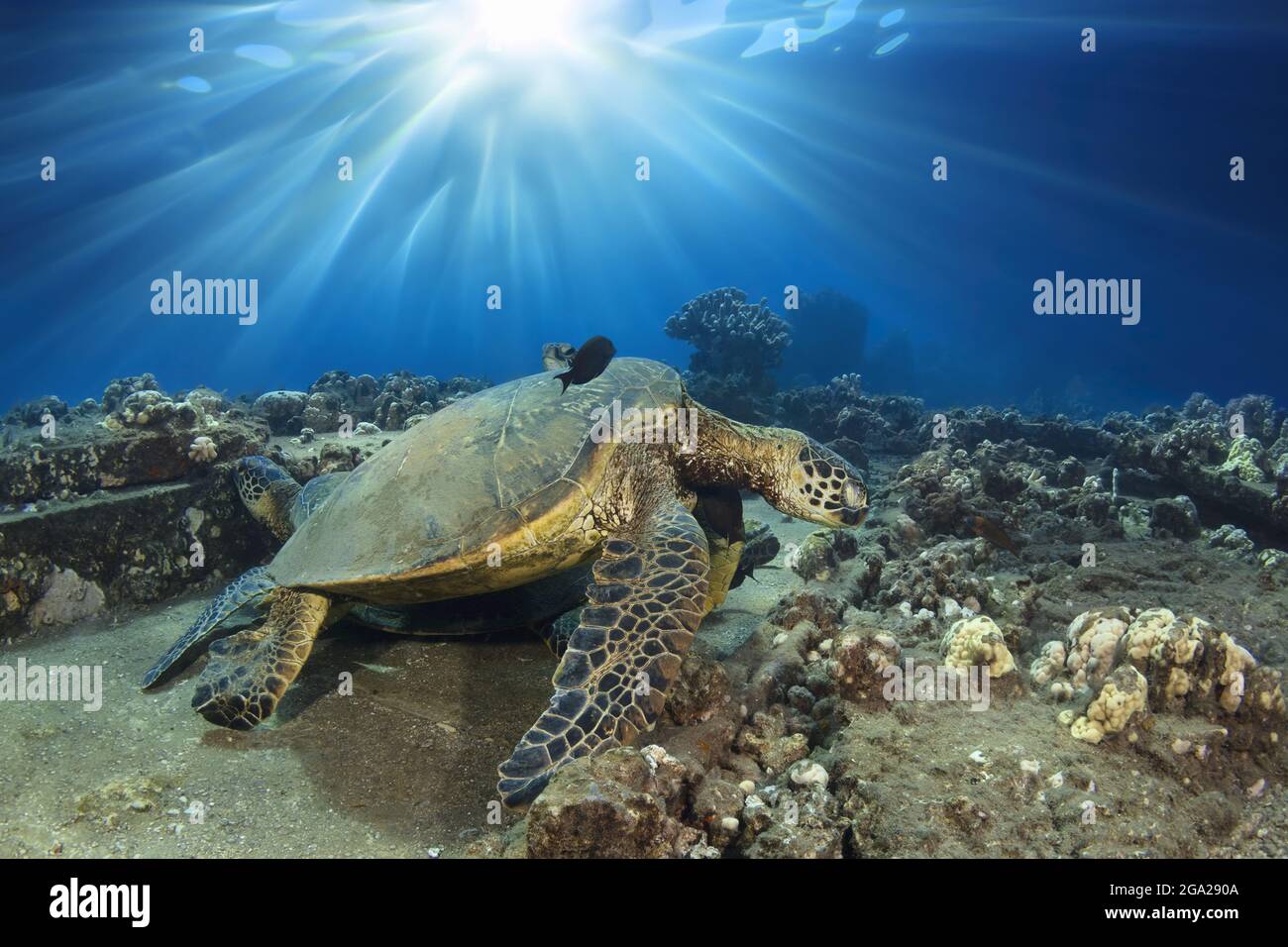 Tortue verte hawaïenne (Chelonia mydas) avec une rafale de soleil; Honu, Maui, Hawaii, États-Unis d'Amérique Banque D'Images