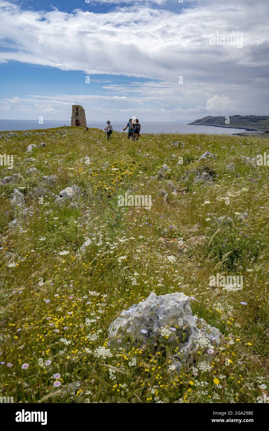 Prairie de fleurs sauvages et Torre Sant'Emiliano, près d'Otranto, Puglia, Italie Banque D'Images