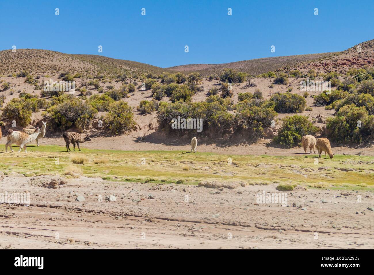 Troupeau de lamas (alpacas) dans la région d'Aguanapampa, à l'Altiplano bolivien Banque D'Images