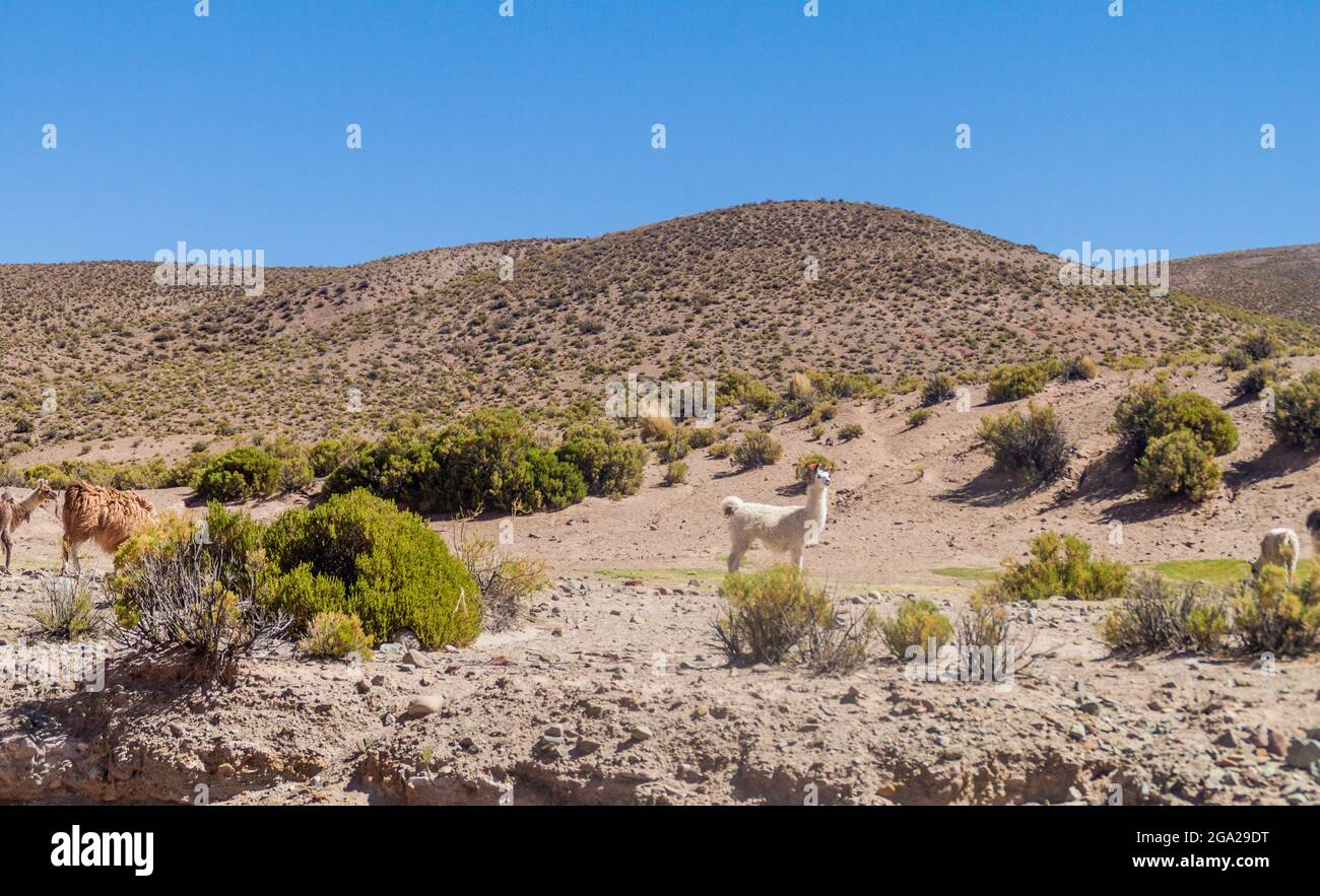 Troupeau de lamas (alpacas) dans la région d'Aguanapampa, à l'Altiplano bolivien Banque D'Images