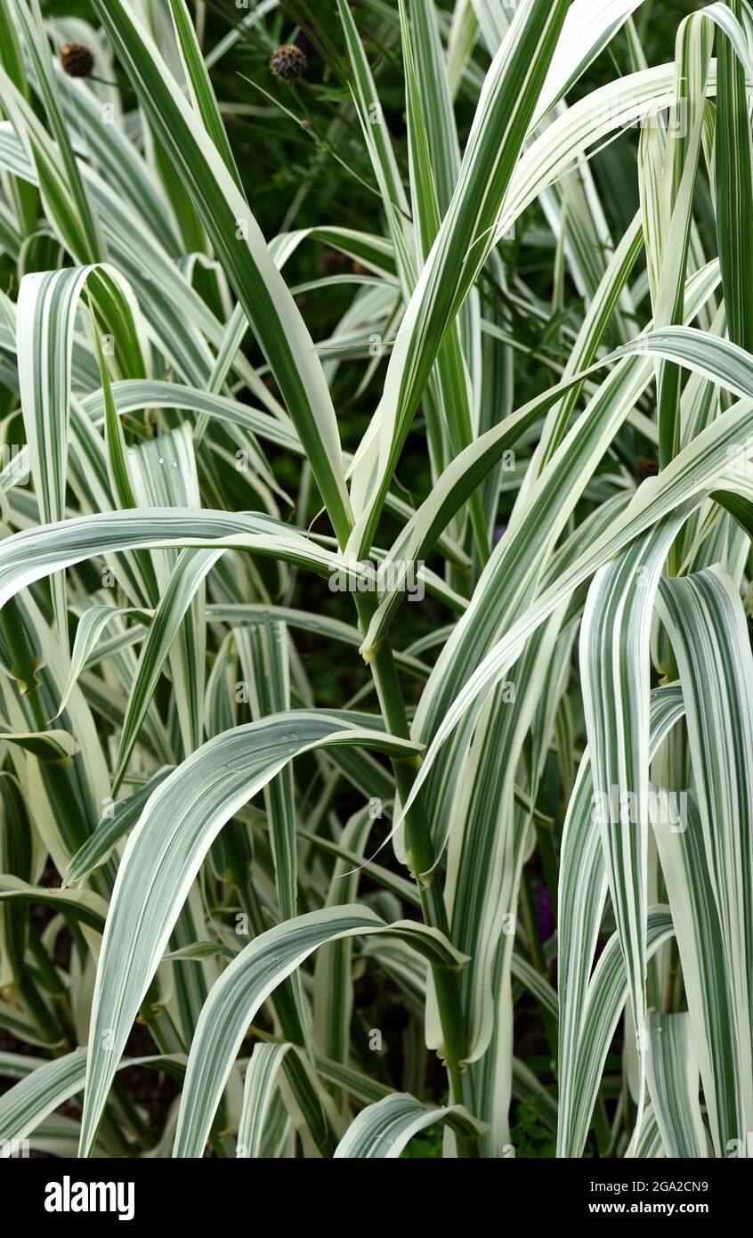 Les feuilles variégées d'Arundo Donax versicolor. Banque D'Images