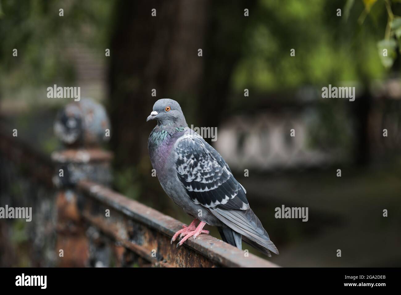 un gros plan d'une colombe bleue se trouve dans le parc sur une clôture en fer. Banque D'Images