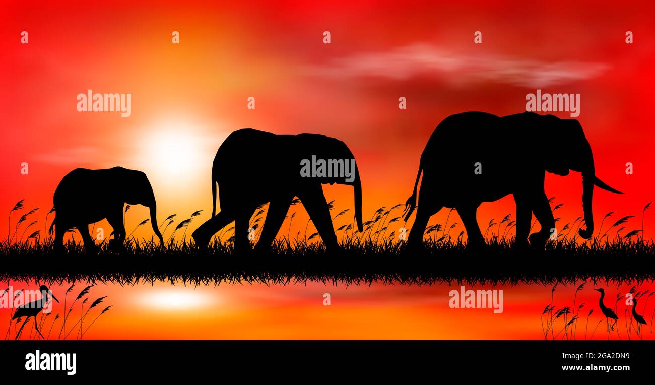 Silhouettes d'éléphants sur le fond du coucher de soleil. Éléphants sur fond de coucher de soleil au bord du lac. Illustration de Vecteur