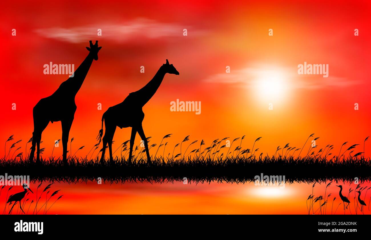 Silhouettes de girafes sur le fond du coucher du soleil. Girafes sur fond de coucher de soleil au bord du lac. Illustration de Vecteur