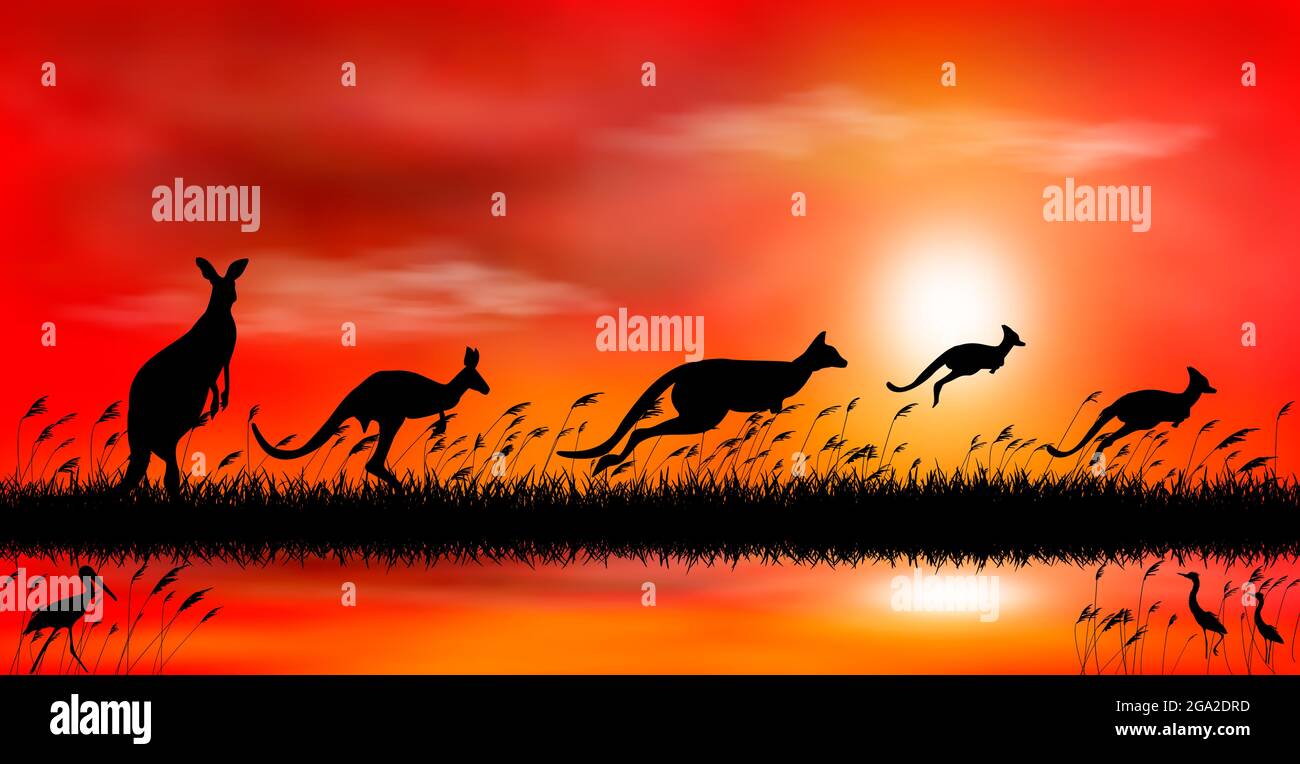 Silhouettes de kangourou sur le fond du coucher du soleil. Kangourou sur le fond du coucher de soleil au bord du lac. Paysage du soir. Scène de la faune. Illustration de Vecteur
