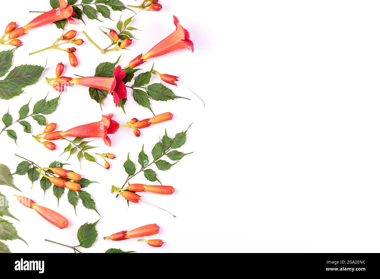 Belles fleurs rouges et bourgeons avec des feuilles vertes de Campsis radicans isolés sur fond blanc. Motif été. Pose à plat. Copier l'espace. Fermer Banque D'Images