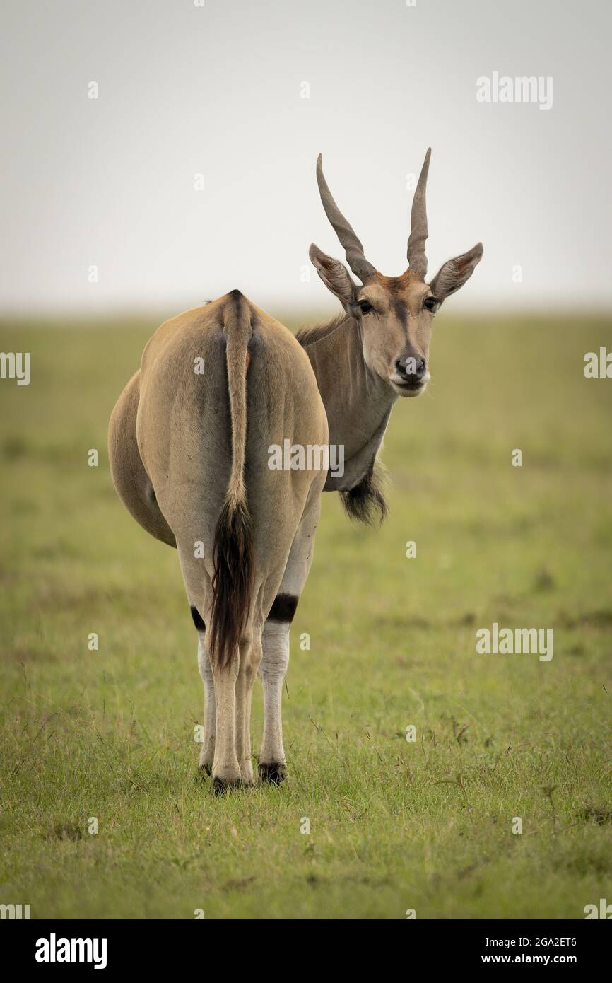 Common eland (Taurotragus oryx) se dresse sur l'herbe tournant autour de la caméra, Réserve nationale de Maasai Mara; Narok, Masai Mara, Kenya Banque D'Images