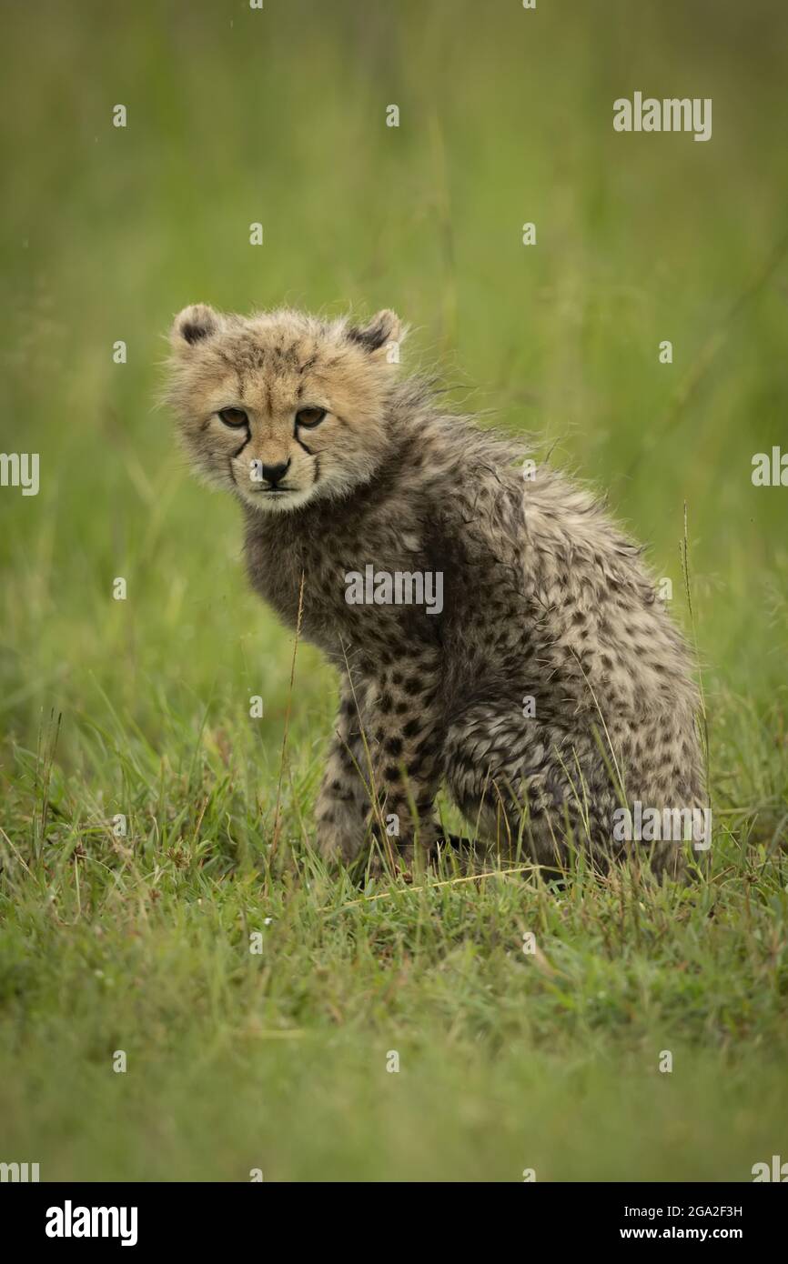 Cheetah cub (Acinonyx jubatus) est assis à l'œil de caméra dans l'herbe, la réserve nationale de Maasai Mara; Narok, Masai Mara, Kenya Banque D'Images