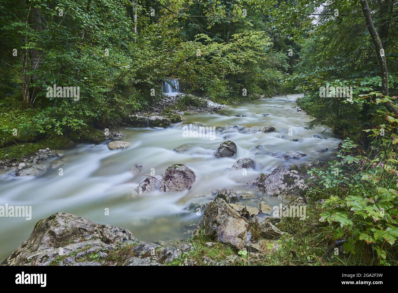 Ruisseau traversant la forêt près du lac Chiemsee, parc national de Berchtesgaden, Berchtesgadener Land; Ramsau, Bavière,Allemagne Banque D'Images