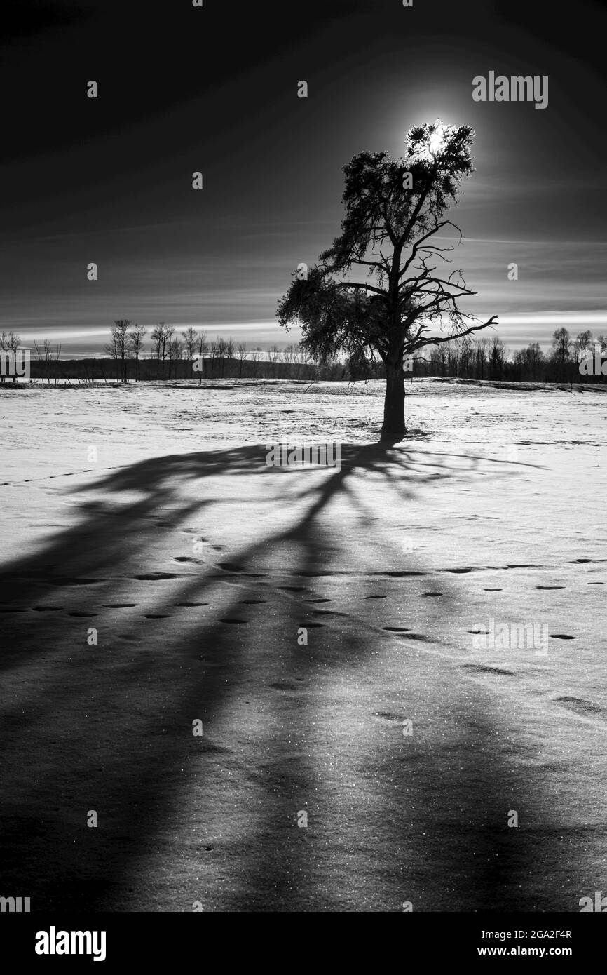 Arbres d'hiver photographiés dans l'infrarouge; Thunder Bay, Ontario, Canada Banque D'Images