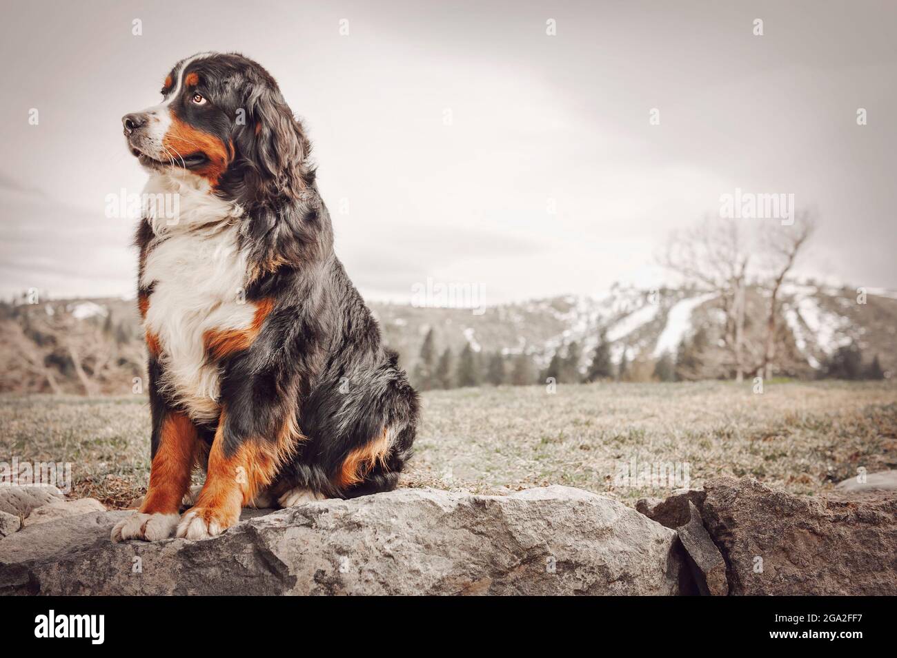 Portrait d'un chien de montagne bernois assis sur des rochers avec des montagnes en arrière-plan; Reno, Nevada, États-Unis d'Amérique Banque D'Images