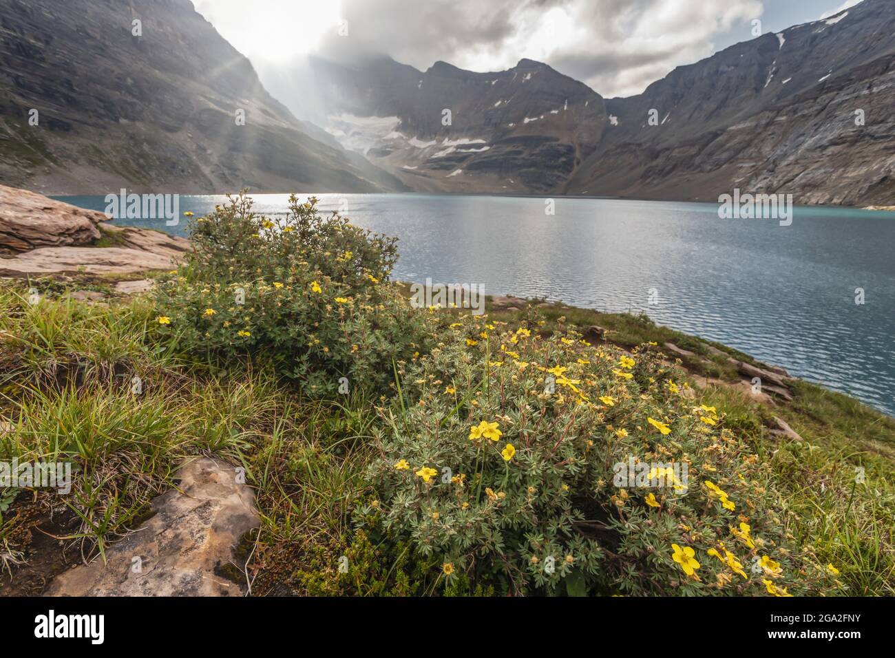 Rayons du soleil et fleurs sauvages au lac McArthur dans le parc national Yoho; Colombie-Britannique, Canada Banque D'Images