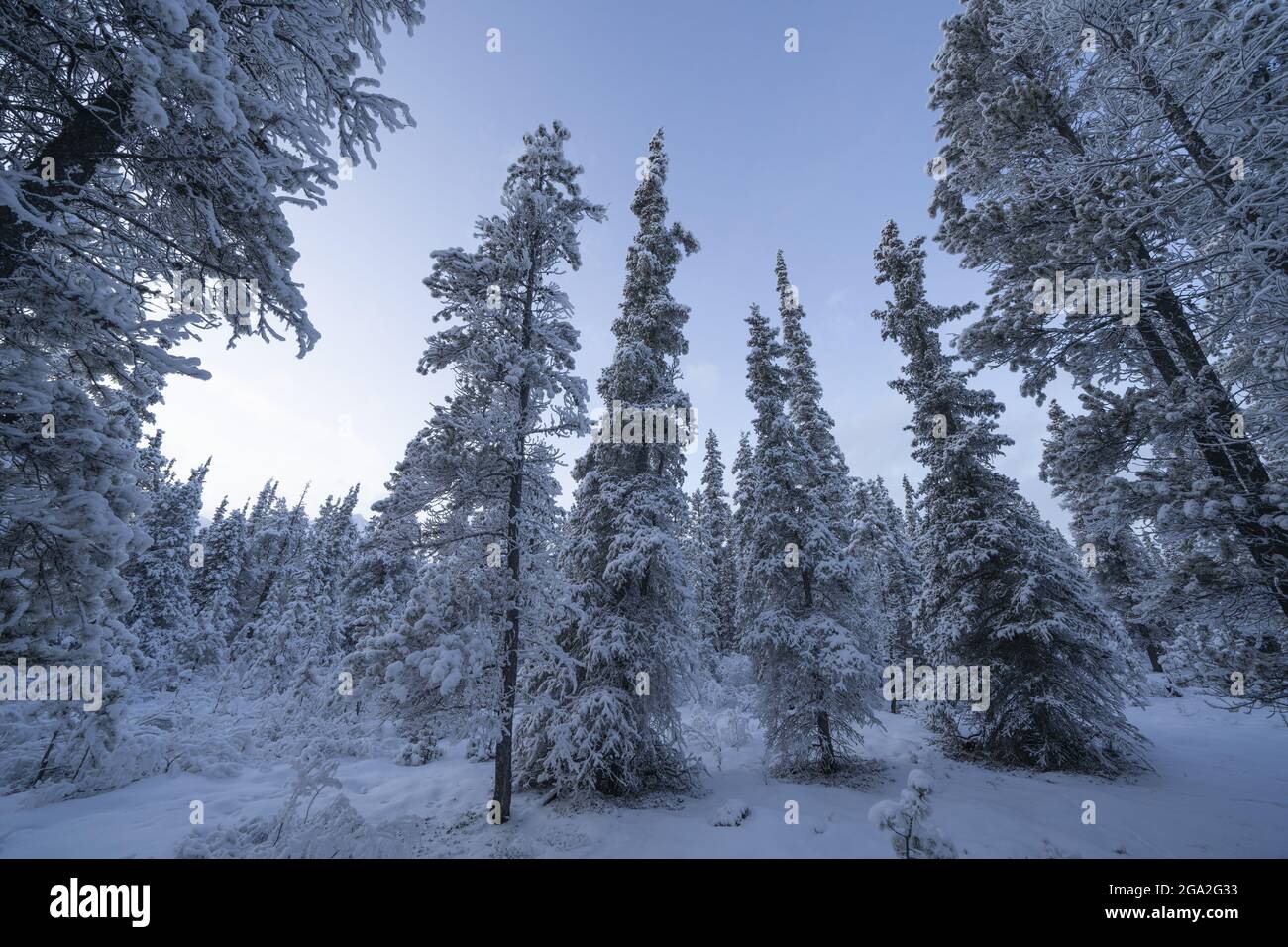 Des conifères enneigés avec un ciel bleu pâle jettent une lumière fraîche sur la forêt par une journée hivernale froide; Whitehorse, Yukon, Canada Banque D'Images