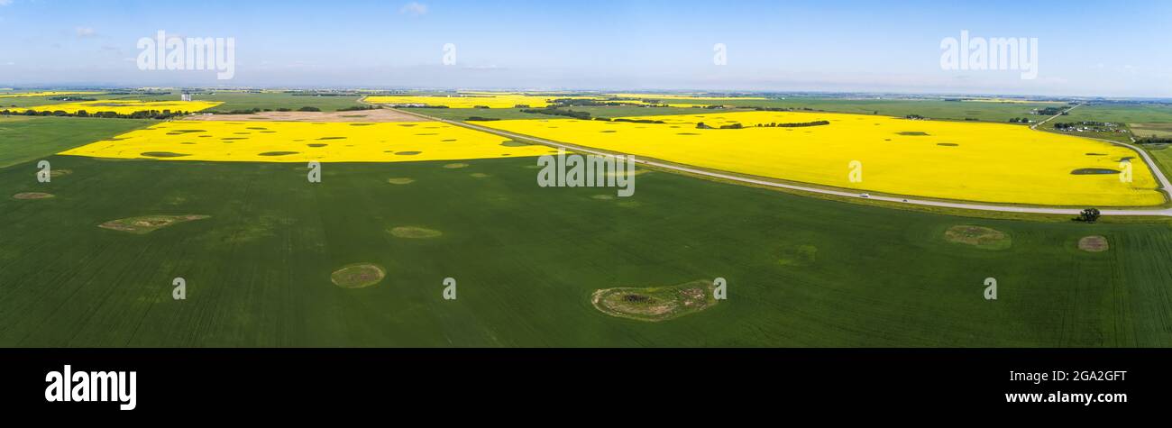 Vue aérienne d'une route de campagne traversant des champs de canola à fleurs qui se trouvent à côté de champs verts sous un ciel bleu Banque D'Images