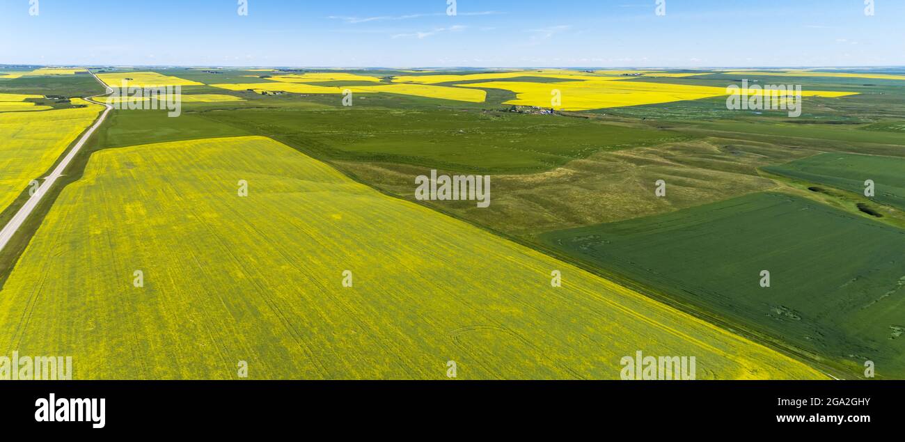 Vue aérienne d'une route de campagne à côté des champs de canola en fleurs qui se trouvent à côté des champs verts sous un ciel bleu Banque D'Images