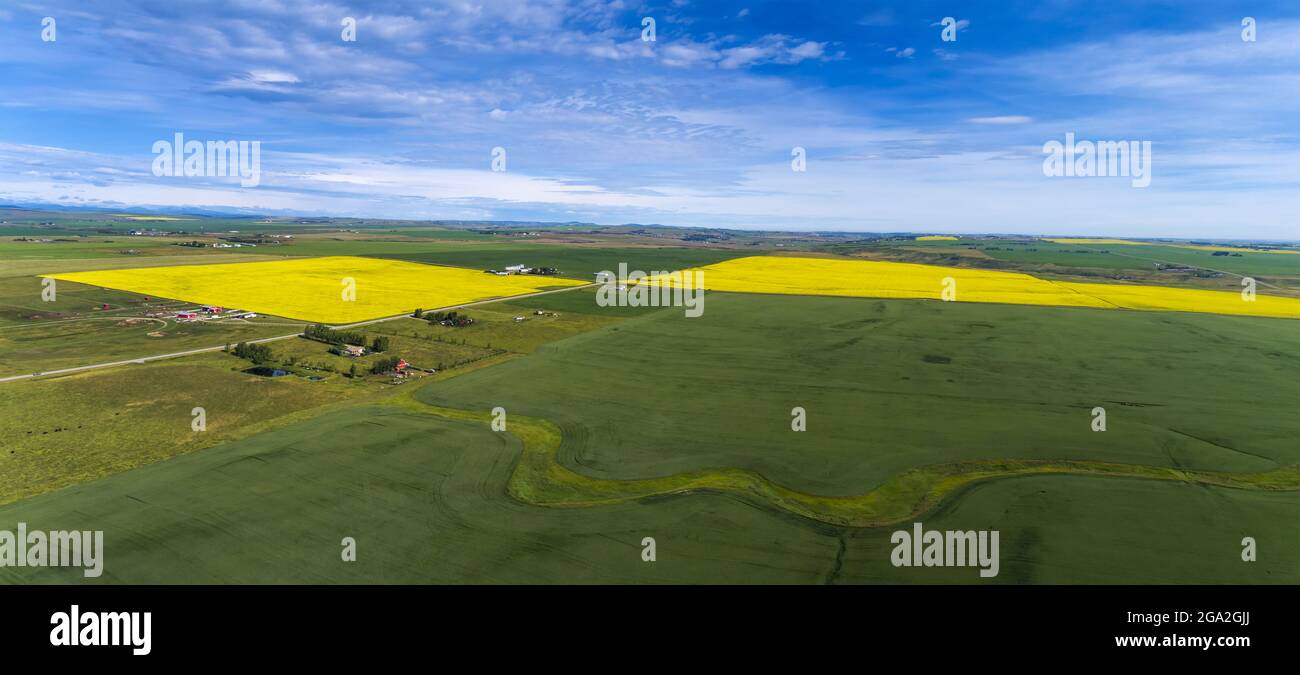 Vue aérienne des champs de canola fleuris se trouvant à côté des champs verts avec un ciel bleu nuageux; à l'ouest de High River, Alberta, Canada Banque D'Images