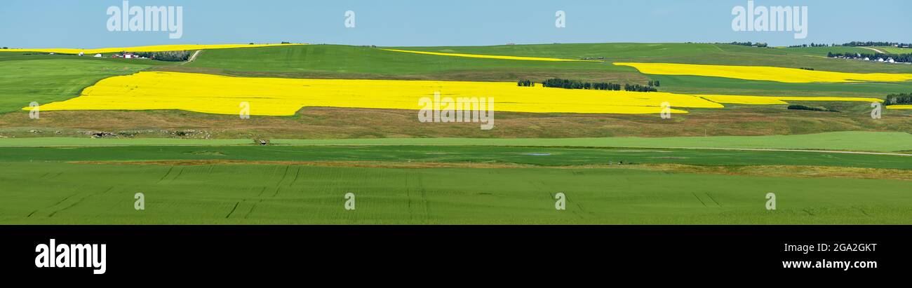 Panorama des champs de canola fleuris avec champs verts et ciel bleu; au nord de Calgary, Alberta, Canada Banque D'Images