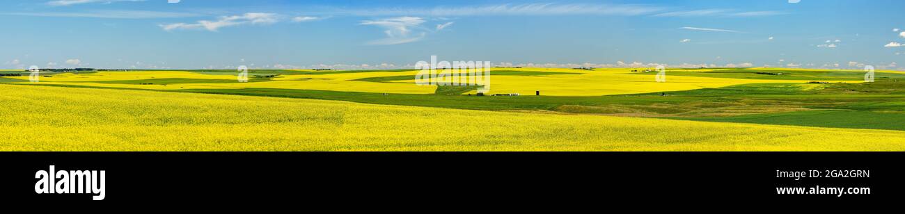 Panorama des champs de canola fleuris avec champs verts et ciel bleu; au nord de Calgary, Alberta, Canada Banque D'Images
