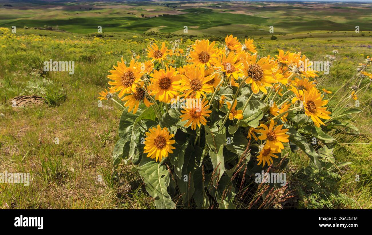 Gros plan d'un groupe de pâquerettes jaunes dans un champ herbacé avec des cultures sur les terres agricoles au loin; Palouse, Washington, États-Unis d'Amérique Banque D'Images