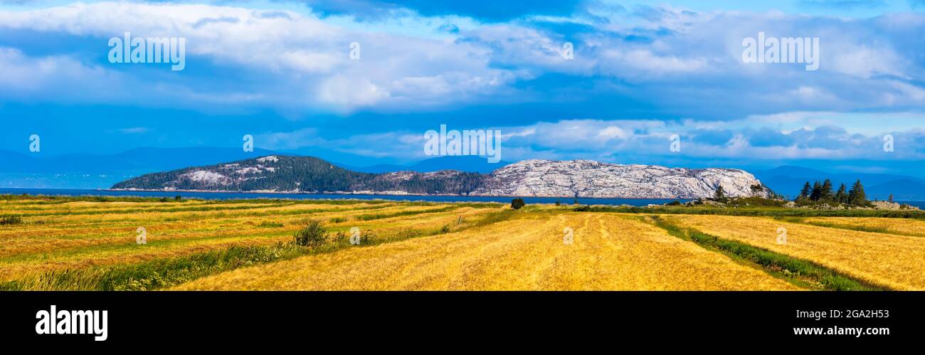 Champs de blé doré s'étendant vers une île rocheuse du fleuve Saint-Laurent; Saint-André, Québec, Canada Banque D'Images Champs de blé doré s'étendant vers une île rocheuse du fleuve Saint-Laurent; Saint-André, Québec, Canada Banque D'Images