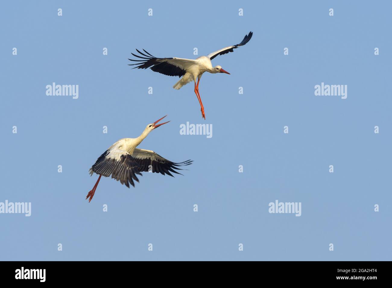 Deux ciconques blanches (Ciconia ciconia) en vol dans des positions uniques dans un ciel bleu Banque D'Images