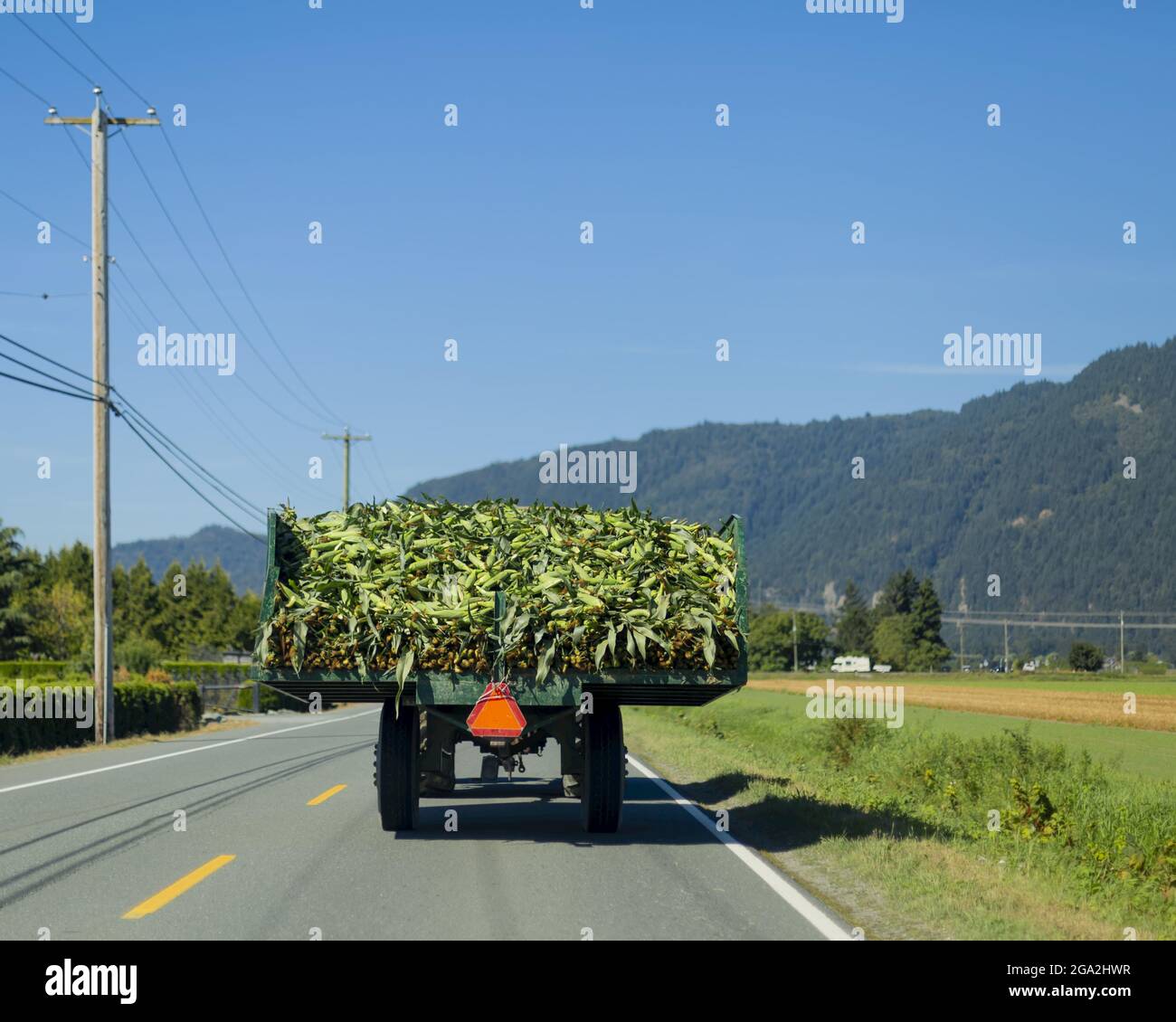 Arrière du tracteur transportant une charge de tiges de maïs récoltées (Zea Mays) sur une autoroute traversant la campagne; Yarrow, Colombie-Britannique, Canada Banque D'Images