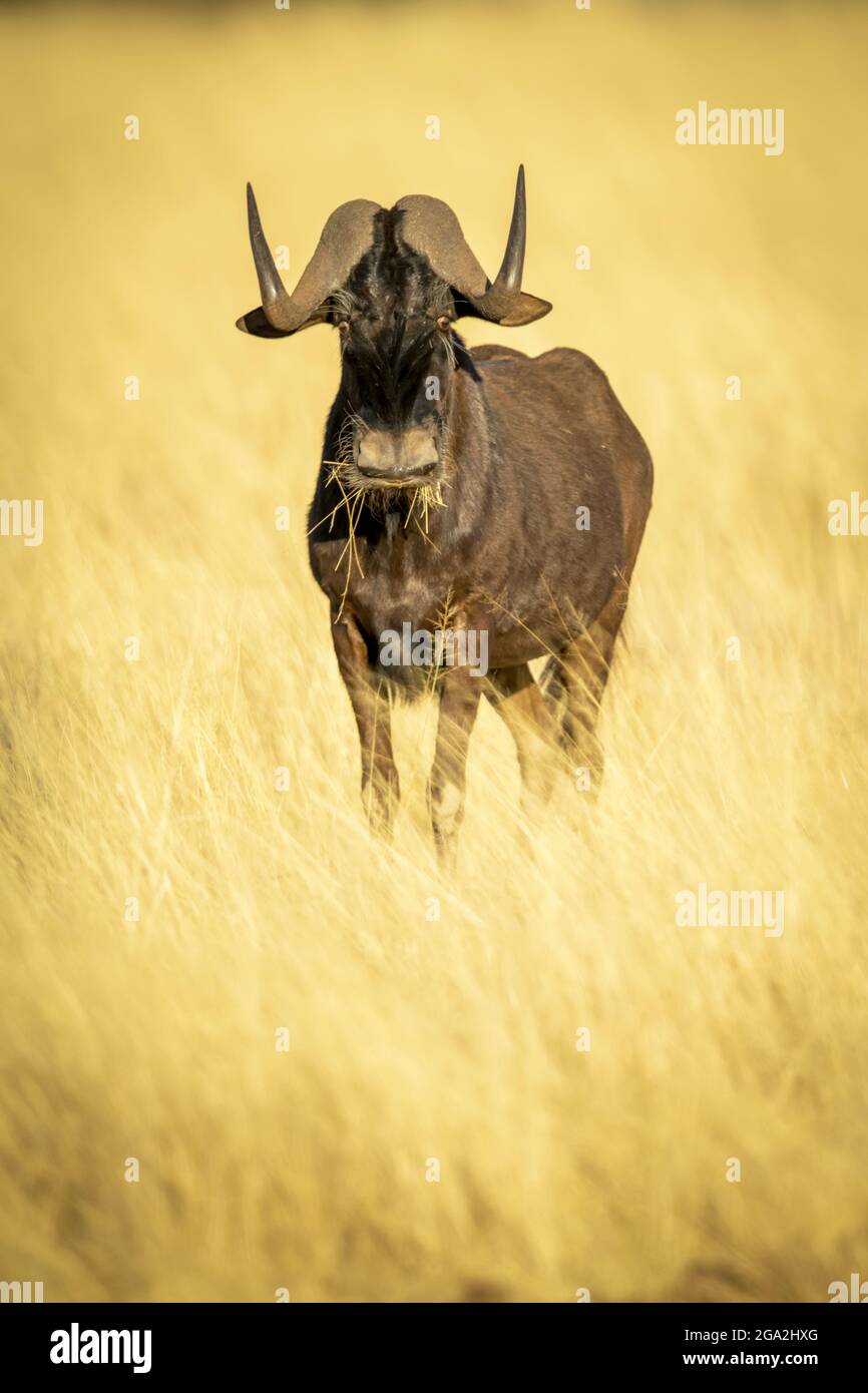Le wildebeest noir (Connochaetes gnou) se tenant dans la longue herbe dorée de la savane munching et regardant la caméra au Gabus Game Ranch Banque D'Images